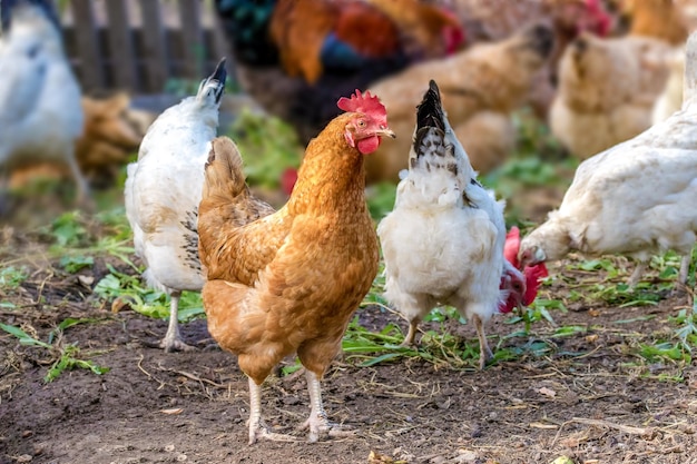 Il pollo pascola nel cortile della fattoria