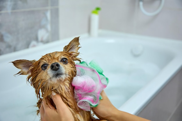 Il Pomerania tedesco viene lavato con un panno rosa