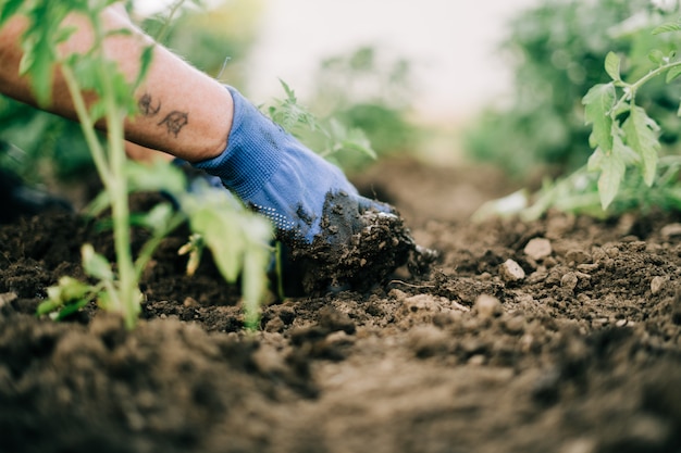 Il pomodoro di giardinaggio della donna germoglia nel terreno sul suo giardino del cortile. Alimenti biologici naturali