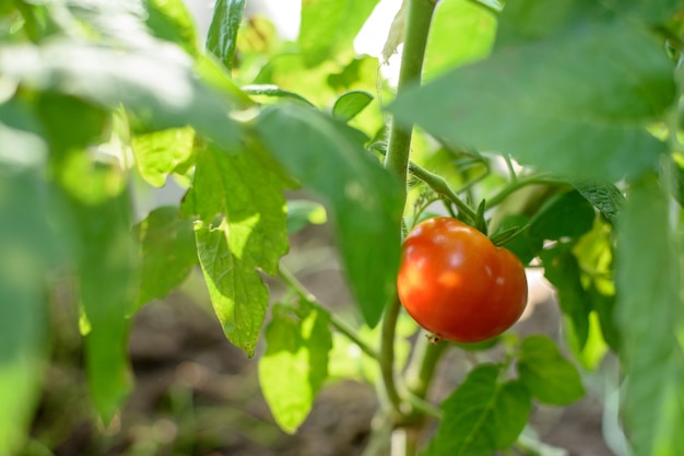 il pomodoro maturo pende su un ramo verde di un cespuglio nei raggi luminosi del sole