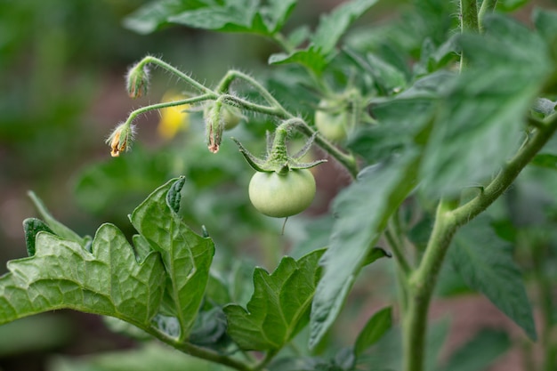 Il pomodoro verde matura in giardino. Serra vegetale agricola