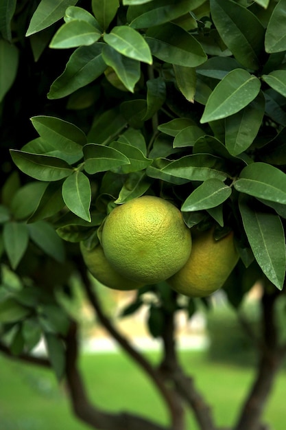 il pompelmo verde cresce su un albero