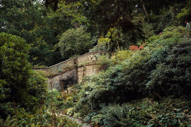 Il ponte nella foresta