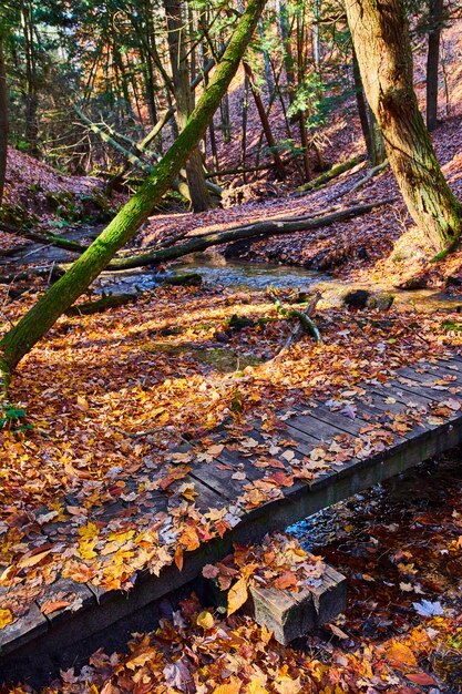 Il ponte pedonale nel parco forestale attraversa una piccola insenatura ed è completamente ricoperto di foglie autunnali arancioni