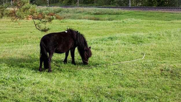 Il pony nero pascola in un prato verde