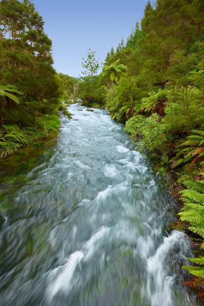 Il posto più tranquillo della terra Inquadratura di un fiume che scorre attraverso una foresta tropicale