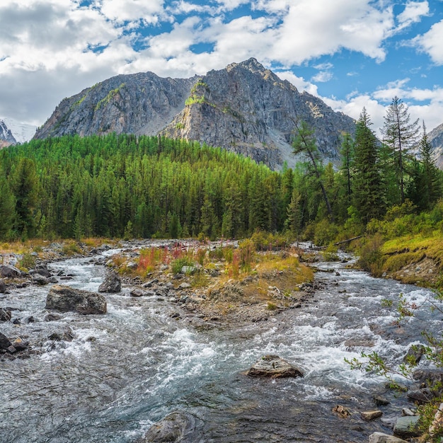 Il potente fiume di montagna scorre giù dal ghiacciaio Bellissimo paesaggio alpino con acqua azzurra in un fiume veloce La potenza della natura maestosa degli altopiani Rapide d'acqua Monti Altai