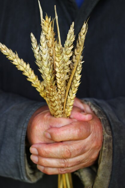 Il povero uomo tiene in mano spighe di grano