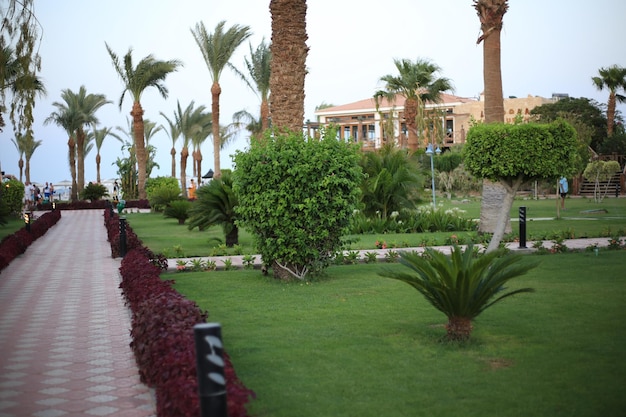 Il prato verde con alberi nel giardino tropicale Egitto