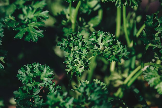 Il prezzemolo riccio lascia il primo piano nel giardino