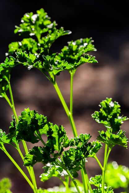 Il prezzemolo riccio lascia il primo piano nel giardino