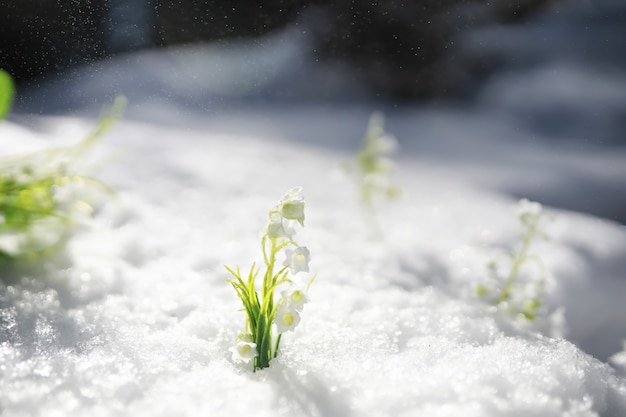 Il primo fiore primaverile. Bucaneve nella foresta. Giornata di sole primaverile nella foresta.