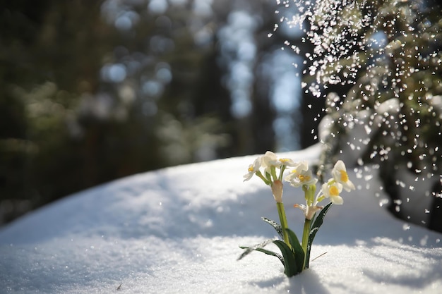 Il primo fiore primaverile. Bucaneve nella foresta. Giornata di sole primaverile nella foresta.