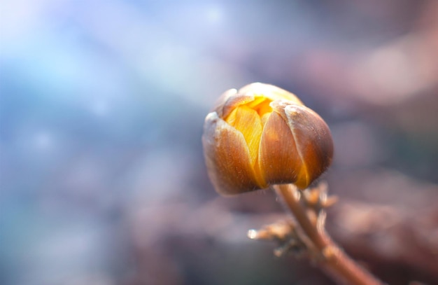 il primo fiore primaverile di Adonis amurensis