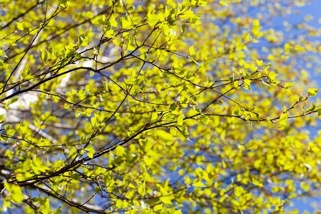 Il primo fogliame verde su una vera betulla nel periodo primaverile dell'anno