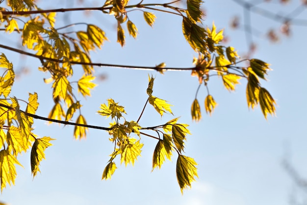 Il primo fogliame verde