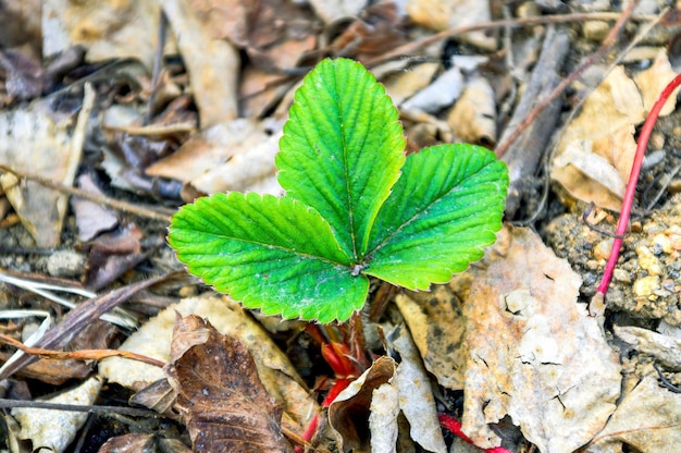 Il primo germoglio di fragole fresche nella primavera del fogliame secco dell'anno scorso