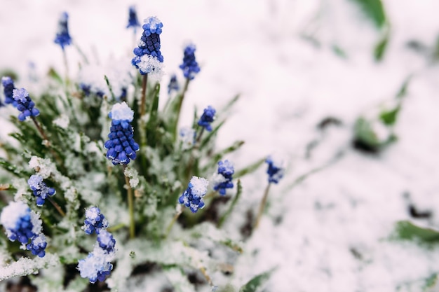 Il primo giacinto d'uva blu fiorisce Muscari nel giardino primaverile sotto la neve