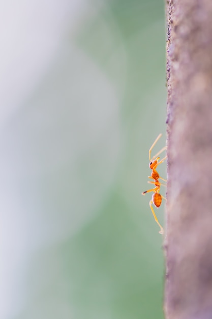 Il primo piano a macroistruzione della formica rossa del tessitore sull'albero.