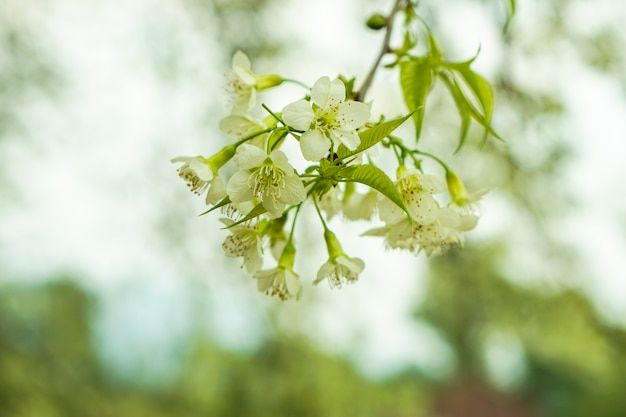 Il primo piano, bei fiori bianchi di Sakura o fiore del fiore di ciliegia nell&#39;inverno