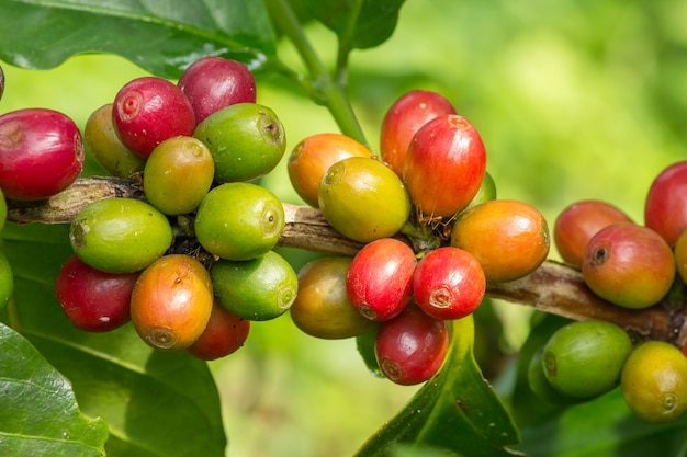 Il primo piano dei chicchi di caffè fruttifica sull&#39;albero all&#39;azienda agricola della piantagione in Tailandia.