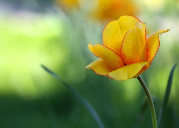 Il primo piano dei fiori del tulipano è esploso all'aperto