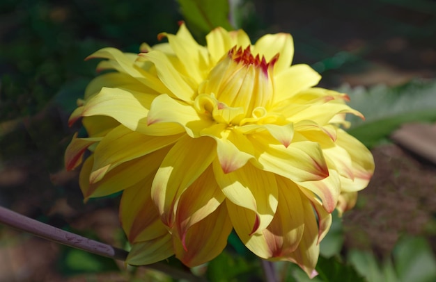 Il primo piano del bel fiore giallo della dalia