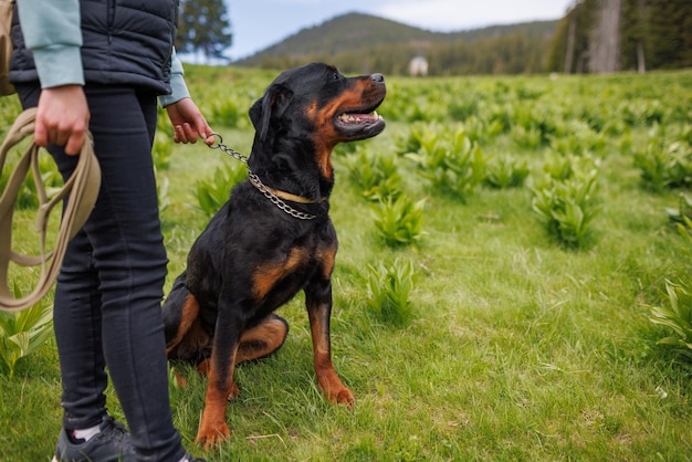 Il primo piano del cane di Rottweiler con collare e guinzaglio si siede vicino alla sua amante sconosciuta sul prato con vegetazione di montagna