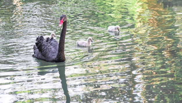 Il primo piano del cigno nero nuota nel lago.