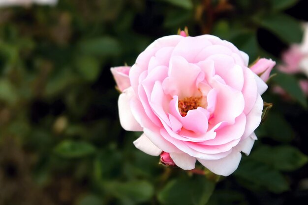 Il primo piano del fiore di primavera delicato bello fiorisce le rose rosa