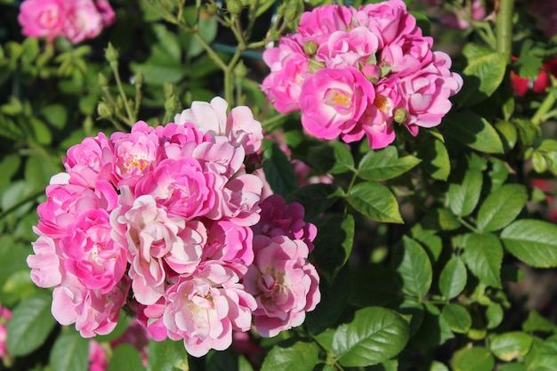 Il primo piano del fiore di primavera delicato bello fiorisce le rose rosa