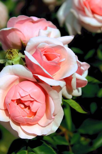 Il primo piano del fiore di primavera delicato bello fiorisce le rose rosa