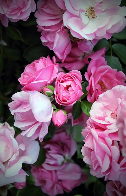 Il primo piano del fiore di primavera delicato bello fiorisce le rose rosa