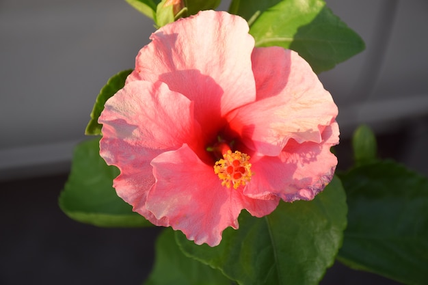 Il primo piano del fiore rosa di Hibisceae e sfuoca il fondo bianco dell&#39;automobile