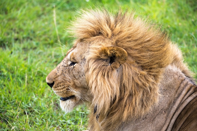 Il primo piano del volto di un leone nella savana del Kenya