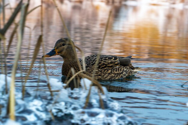 Il primo piano dell'anatra nuota attraverso l'acqua in uno stagno gelido in una giornata invernale