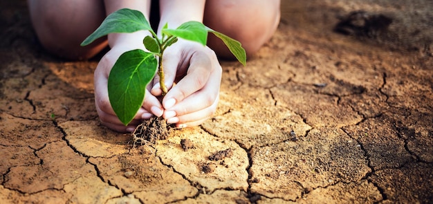 Il primo piano della mano del bambino sta tenendo un albero che cresce Salvare l'ambiente e il riscaldamento globale