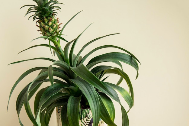 Il primo piano della pianta di ananas Ananas comosus cresce nel vaso