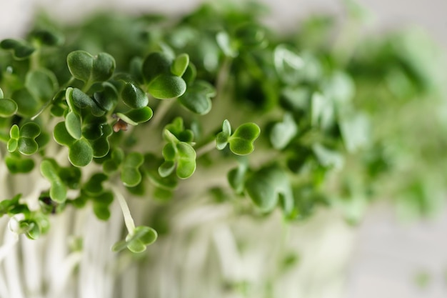 Il primo piano della pianta di nuova vita di microgreens di basilico che cresce la rucola germoglia la germinazione dei semi