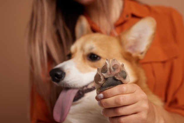 Il primo piano della zampa di un cane Corgi è tenuto da un salone di pulizia femminile