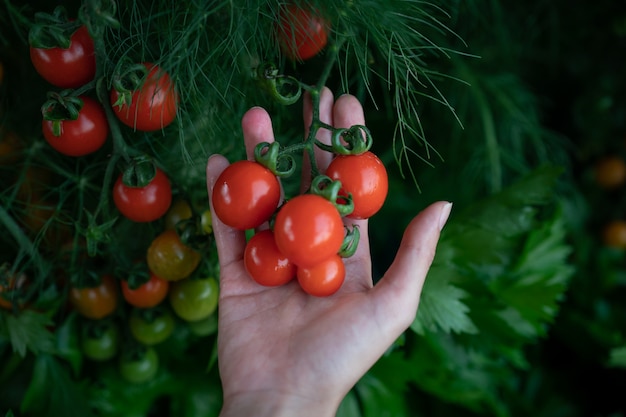 Il primo piano delle mani dell'agricoltore raccoglie un pomodoro nel giardino. Mani degli agricoltori con pomodori freschi.