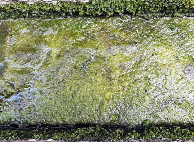 Il primo piano di alga verde sporca ha visto la struttura