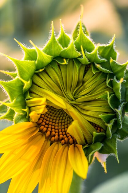 Il primo piano di bei fiori gialli sboccia nel tempo di molla del giardino sul fondo del cielo.