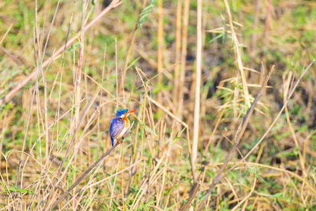 Il primo piano di piccolo martin pescatore variopinto sveglio si è appollaiato su un ramo nel cespuglio africano sulla riva del fiume di Chobe, Namibia.