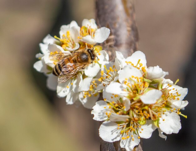 Il primo piano di un'ape si siede su un fiore di prugna e raccoglie il miele L'apicoltura come azienda in Ucraina