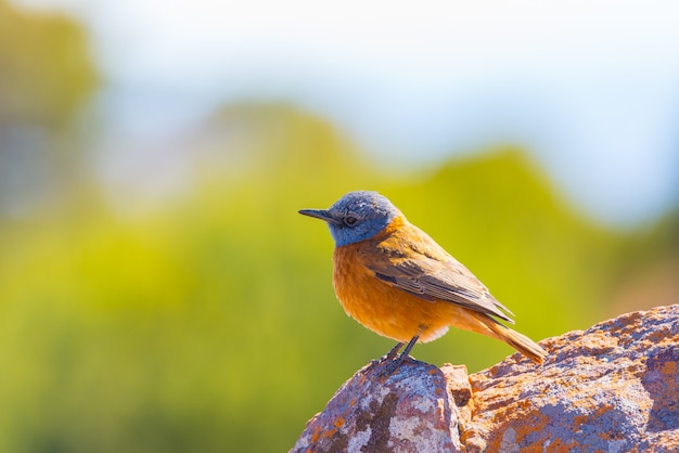 Il primo piano di un colorito sveglio Cape Rock Thrush (Monticola rupestris) si è appollaiato sulla roccia