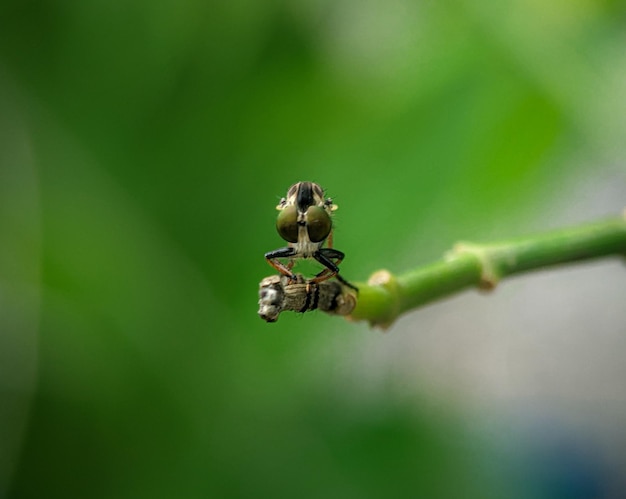 Il primo piano di un ladro vola gli occhi su un ramo verde