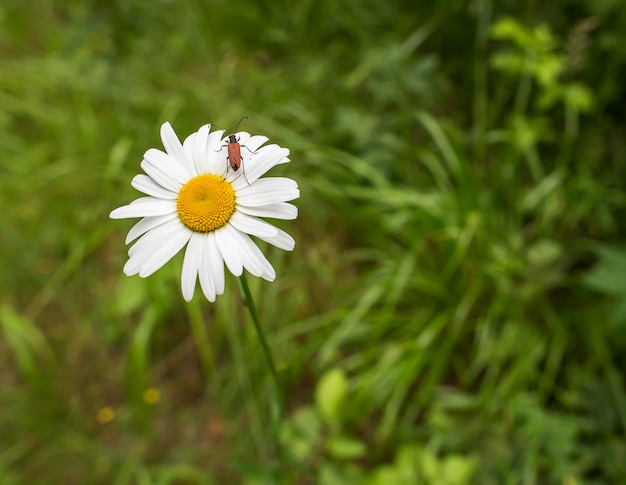 Il primo piano di una bella margherita nella foresta selvaggia è uno scarabeo marrone seduto in una calda giornata estiva