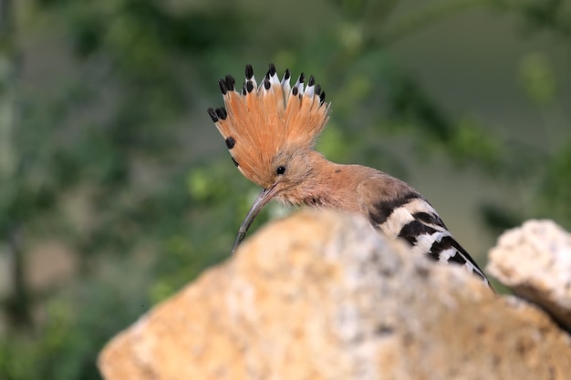 Il primo piano extra di un'upupa con la cresta aperta si trova su una pietra.