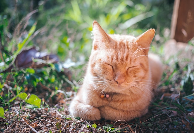 Il primo piano grasso carino zenzero tabby giovane gatto guarda la telecamera seduto a terra in giardino